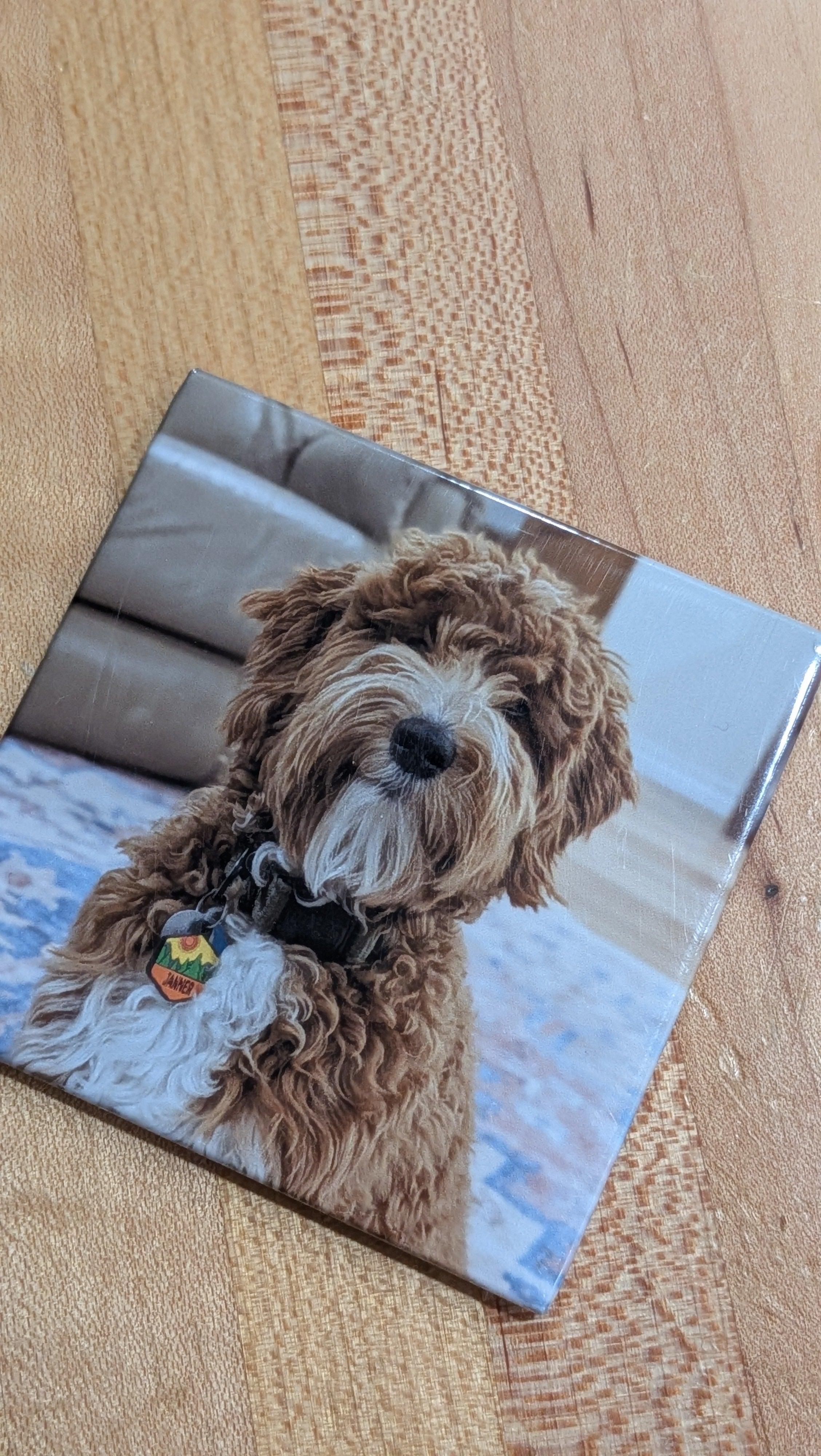Pet Photo Magnets